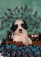 Hansel , a male Cavapoo and Shih Tzu for sale in Cadott, WI – 4 of 10