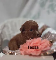 Tessa, a female Cavapoo for sale in Cadott, WI – 4 of 10