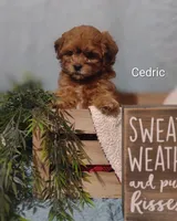 Cedric , a male Shih Tzu for sale in Cadott, WI – 5 of 8