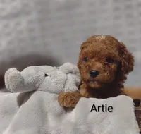 Artie , a male Cavapoo for sale in Cadott, WI – 6 of 10