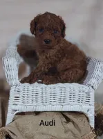 Audi , a male Cavapoo for sale in Cadott, WI – 6 of 10