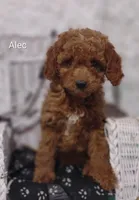 Alec, a male Cavapoo for sale in Cadott, WI – 6 of 10