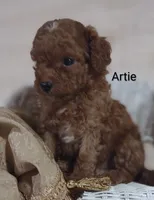 Artie , a male Cavapoo for sale in Cadott, WI – 5 of 10