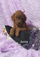 Annie , a male Cavapoo for sale in Cadott, WI – 2 of 10