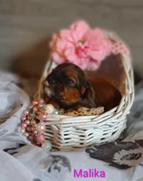 Malika , a female Shihpoo for sale in Cadott, WI – 1 of 9