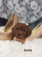 Annie , a male Cavapoo for sale in Cadott, WI – 10 of 10