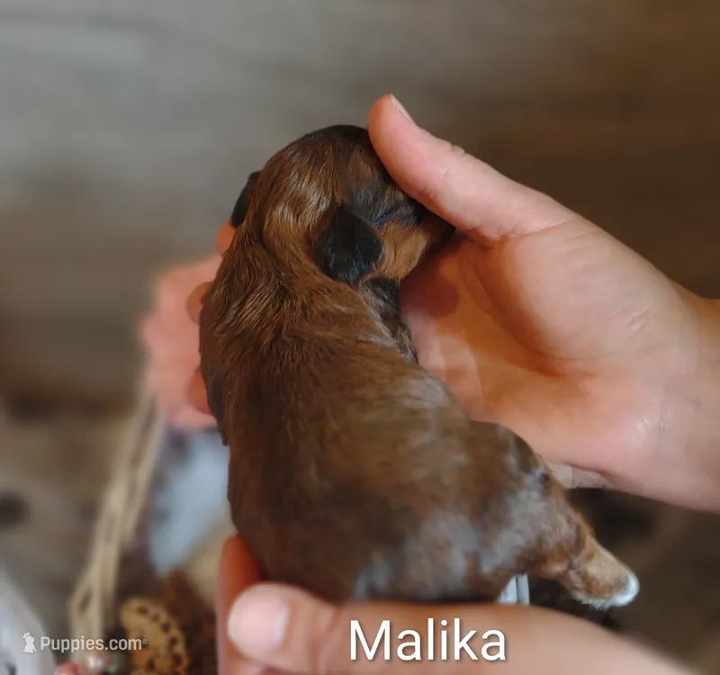 Malika  – Shihpoo puppy for sale in Cadott, WI