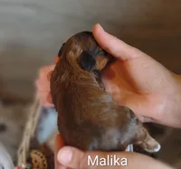 Malika , a female Shihpoo for sale in Cadott, WI – 2 of 9