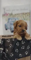 Malcolm , a male Shihpoo for sale in Cadott, WI – 8 of 9