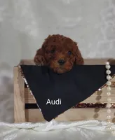 Audi , a male Cavapoo for sale in Cadott, WI – 10 of 10