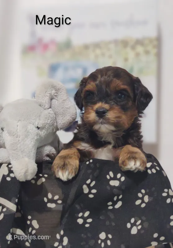 Magic  – Shihpoo puppy for sale in Cadott, WI