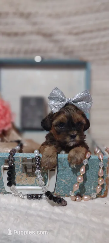 Malika  – Shihpoo puppy for sale in Cadott, WI