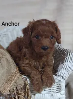 Anchor , a male Cavapoo for sale in Cadott, WI – 9 of 10