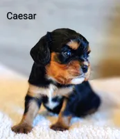 Caesar , a male Cavalier King Charles Spaniel for sale in Cadott, WI – 5 of 10