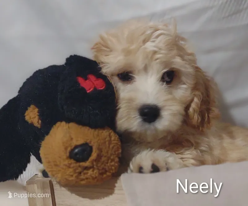 Neely  – Cavachon puppy for sale in Cadott, WI
