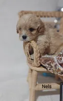 Nels, a male Cavachon for sale in Cadott, WI – 5 of 6