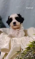 Hansel , a male Cavapoo and Shih Tzu for sale in Cadott, WI – 2 of 10