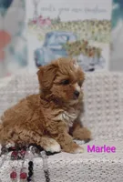 Marlee , a female Shihpoo for sale in Cadott, WI – 3 of 10