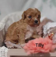 Tilly , a female Cavapoo for sale in Cadott, WI – 3 of 10