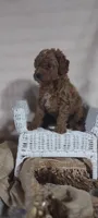 Alec, a male Cavapoo for sale in Cadott, WI – 10 of 10