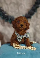 Atticus , a male Cavapoo for sale in Cadott, WI – 7 of 9