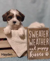 Hayden , a male Cavapoo and Shih Tzu for sale in Cadott, WI – 7 of 10