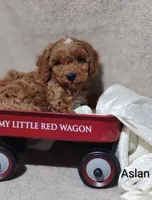 Aslan , a male Cavapoo for sale in Cadott, WI – 2 of 10