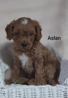 Aslan , a male Cavapoo for sale in Cadott, WI – 4 of 10