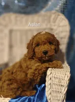 Aslan , a male Cavapoo for sale in Cadott, WI – 4 of 10