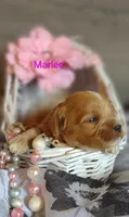 Marlee , a female Shihpoo for sale in Cadott, WI – 3 of 10