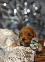 Tommie , a male Cavapoo for sale in Cadott, WI – 9 of 10