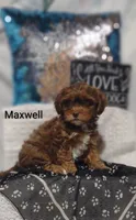 Maxwell , a male Shihpoo for sale in Cadott, WI – 5 of 9