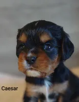 Caesar , a male Cavalier King Charles Spaniel for sale in Cadott, WI – 9 of 10