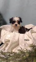 Hero, a male Cavapoo and Shih Tzu for sale in Cadott, WI – 8 of 10
