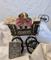 Avis , a female Cavapoo for sale in Cadott, WI – Photo 4 of 4