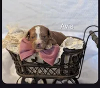 Avis , a female Cavapoo for sale in Cadott, WI – Photo 1 of 4