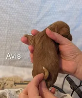Avis , a female Cavapoo for sale in Cadott, WI – Photo 2 of 4