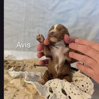 Avis , a female Cavapoo for sale in Cadott, WI – Photo 3 of 4