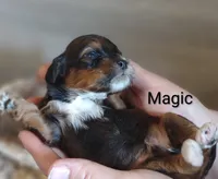 Magic , a male Shihpoo for sale in Cadott, WI – 7 of 9