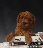 Audi , a male Cavapoo for sale in Cadott, WI – 8 of 10