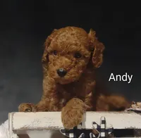 Andy, a male Cavapoo for sale in Cadott, WI – 8 of 10
