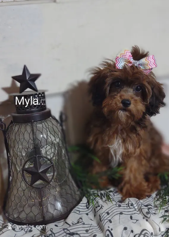 Myla – Shihpoo puppy for sale in Cadott, WI