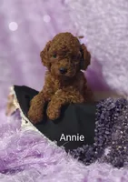 Annie , a male Cavapoo for sale in Cadott, WI – 5 of 10