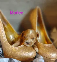 Marlee , a female Shihpoo for sale in Cadott, WI – 7 of 10