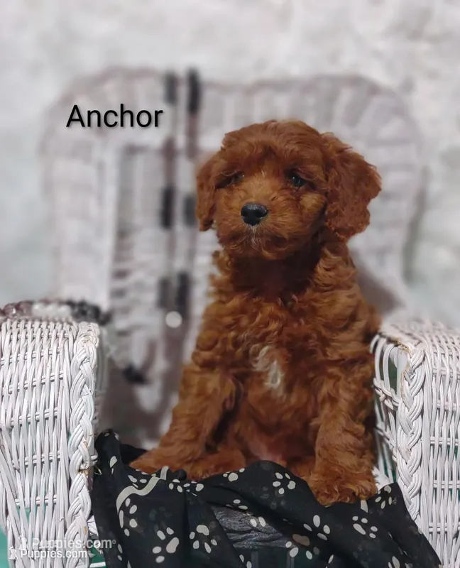 Anchor  – Cavapoo puppy for sale in Cadott, WI