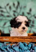 Hero, a male Cavapoo and Shih Tzu for sale in Cadott, WI – 10 of 10