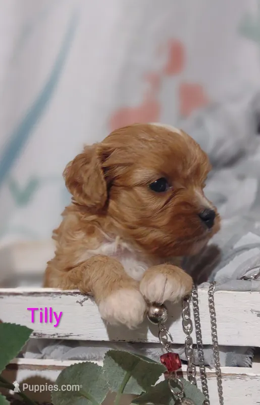 Tilly  – Cavapoo puppy for sale in Cadott, WI