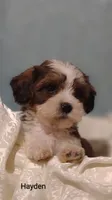 Hayden , a male Cavapoo and Shih Tzu for sale in Cadott, WI – 2 of 10