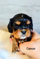 Caesar , a male Cavalier King Charles Spaniel for sale in Cadott, WI – 3 of 10