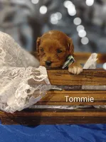 Tommie , a male Cavapoo for sale in Cadott, WI – 2 of 10
